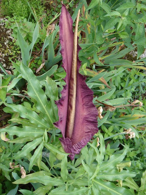 Dracunculus vulgaris